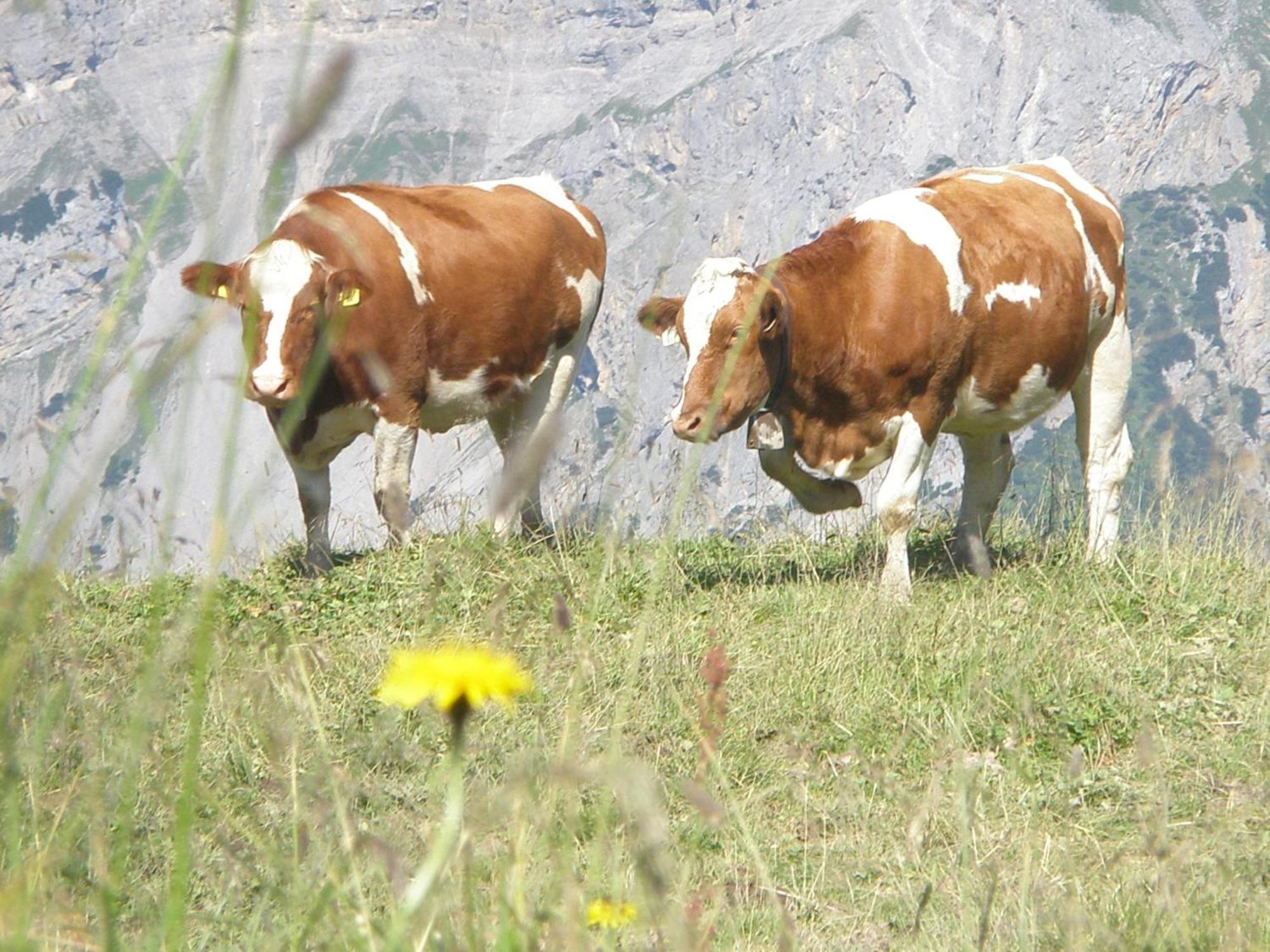 Hotel Gasthof Jaeger Zillertal Schlitters Kültér fotó